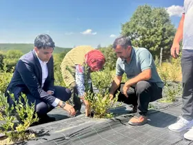 Bilecik’te yaban mersini hasadı yerinde incelendi
