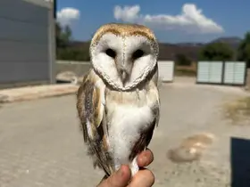 Bilecik’te yaralı halde bulunan peçeli baykuş tedavisinin ardından doğaya bırakıldı
