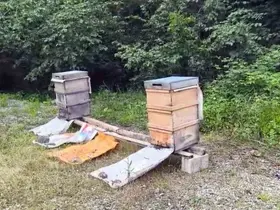 Bilinçsiz ilaçlama arılarımıza zarar veriyor
