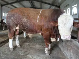 Bingöl’de 1,5 tonluk ’Tosun Paşa’ 450 bin liraya alıcı buldu
