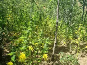 Bingöl’de  19 bin kök kenevir ele geçirildi
