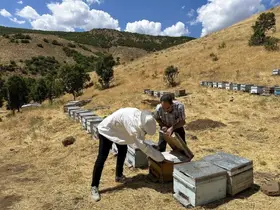 Bingöl’de arıcılara destekleme ve hastalık denetimi
