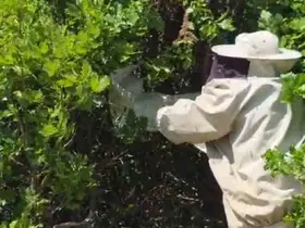 Bingöl’de kovandan firar eden binlerce arı meşe ağacına oğul verdi
