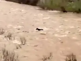 Bingöl’de sel sularına kapılan at ölümden döndü
