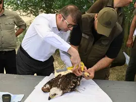 Binlerce leylek yuvası, yüzlerce mama kabı: Doğa dostu projeler
