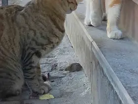 Bir kedi, fareyi diğer kediden korudu
