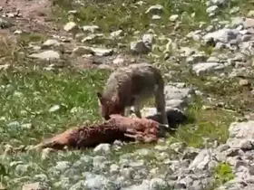 Bir yandan yakaladığı dağ keçisin yiyen kurt, diğer yandan havada süzülen akbabalar
