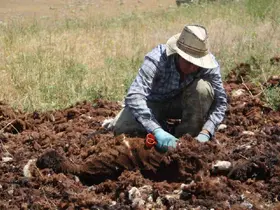 Bir zamanlar altın değerindeydi, şimdi imha ediliyor
