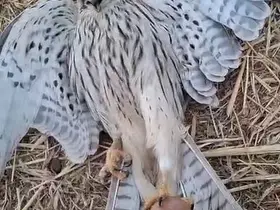 Bitkin düşen yavru kerkeneze su içirmeye çalıştı
