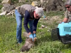 Bitkin halde bulunan kızıl şahin tedavisinin ardından doğaya salındı
