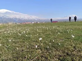 Bitlis’te kardelen ve çiğdemler açtı
