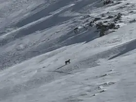 Bitlis’te nesli tehlike altında olan vaşak görüntülendi
