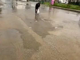 Bodrum’da sağanak baskını: Gölet taştı, asfalta balık yağdı
