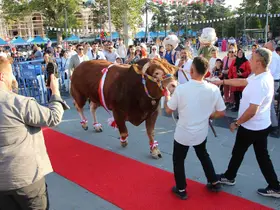 Boğalara kırmızı halı serdiler: 1,1 tonluk ‘Çınar’ birinci oldu
