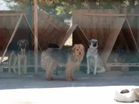 Bolu’da 8 ayda 621 kedi ve köpek sahiplendirildi
