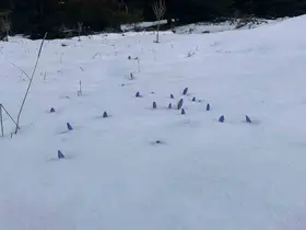 Bolu’da açan çiğdemler kar altında kaldı

