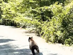 Bolu’da aracın önünde koşan ayı kameraya yansıdı
