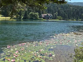 Bolu’da bu çiçeği koparmanın cezası 699 bin 197 lira
