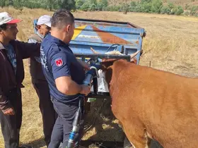 Bolu’da ineğin kafası tarım aletine sıkıştı

