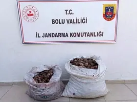 Bolu’da kaçak salyangoz operasyonu: 2 şahıs jandarmaya yakalandı
