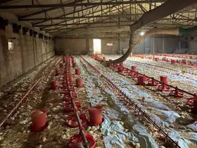 Bolu’da kümes yangını: 24 bin civciv telef oldu