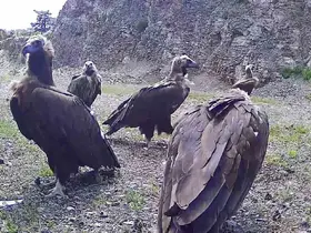 Bolu’da nesli tehlike altında olan kara akbabalar görüntülendi
