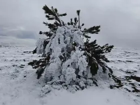 Bolu’da soğuk hava ağaçları dondurdu
