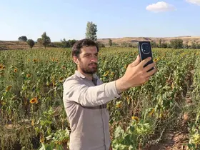 Boynunu eğen günebakanlar, hasat için gün sayıyor
