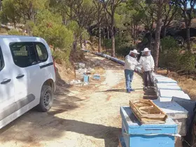 Bozdoğan’da arılı kovan desteği için sahada tespit çalışması
