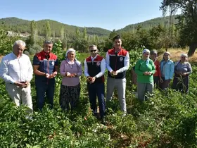 Bozdoğan’da turşuluk biber hasadı gerçekleştirildi
