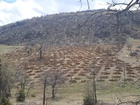 Bozkır'da 13 dönümlük alanda dev ağaçlandırma projesi