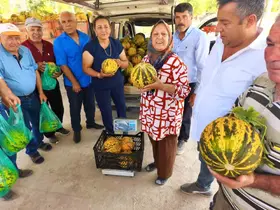 Bu kavun tek damla su verilmeden yetişiyor
