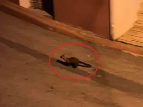 Bu mahallede geceleri sansarlar geziyor

