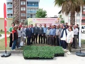 Buharkent’te 38 bin domates fidesi dağıtıldı
