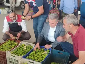 Buharkent’te ilekler, tezgahta incelendi
