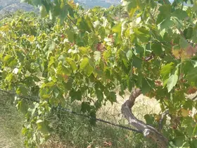 Buldan’da 2 ton üzüm hırsızlığının şüphelileri yakalandı
