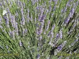 Buldan’da yangının izleri silinen 44 hektarlık alandan adeta bal damlayacak
