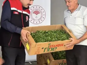 Burdur’da üreticilere 164 bin 500 marul fidesi dağıtıldı
