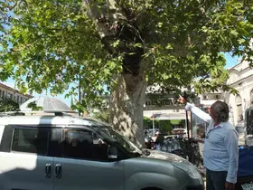 Burhaniye’de tarihi çınar ağacı ilgi bekliyor
