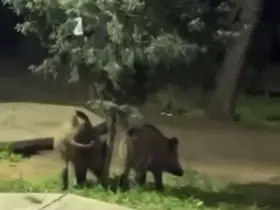 Bursa’da domuzlar piknik alanlarına indi
