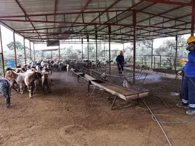 Büyükşehir’den ahırlarda karasineğe karşı mücadele
