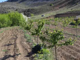 Büyükşehir’in enerji desteği ile Antalya tarımı kazanıyor
