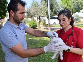 Büyükşehir’in hayvan ambulansı can dostların imdadına yetişiyor
