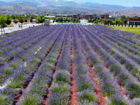 Büyükşehirin lavanta bahçesi, Erciyes manzarasıyla ziyaretçilerini büyülüyor
