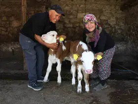 Buzağılarına hayranı oldukları şarkıcının ismini verdiler: ‘Yıldız’ ve ‘Tilbe’
