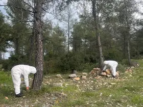 Çamkese böceği ile mücadele devam ediyor
