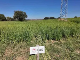 Çanakkale’de 7 yerli ve milli susam çeşidi hasat edildi
