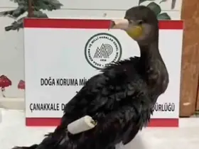 Çanakkale’de olta misinasıyla yaralanan karabatak sağlığına kavuştu
