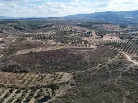 Çanakkale’de yanan ormanlar küllerinden doğuyor
