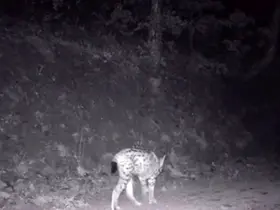 Çankırı’da nesli tehlike altında olan vaşak görüntülendi
